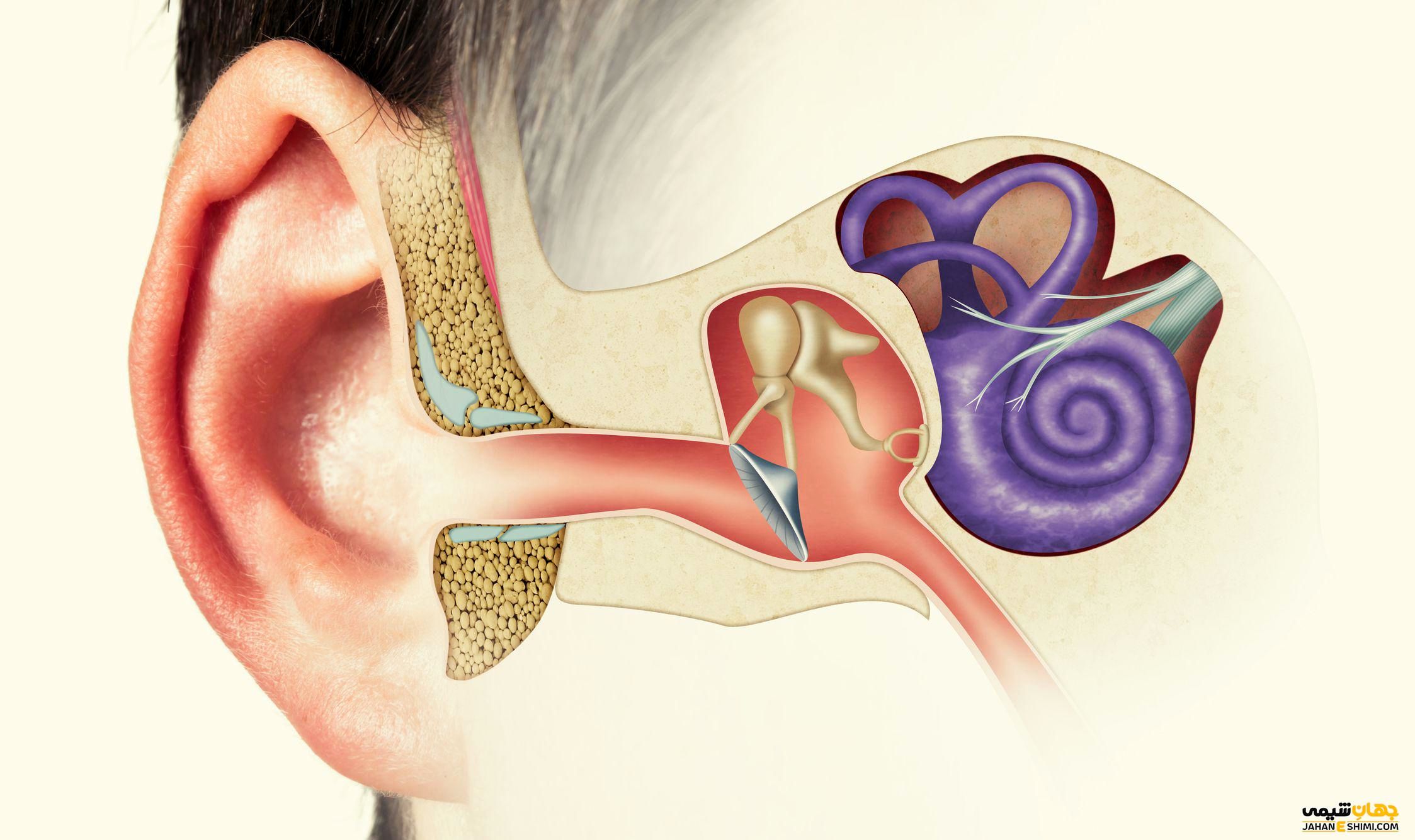  شایع ترین علائم و نشانه های کاهش شنوایی چیست؟ 