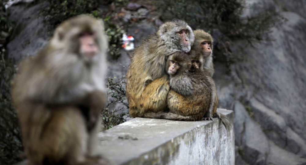 حمله عجیب میمون ها در شهر به یک مرد +فیلم 