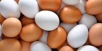 عرضه گسترده تخم مرغ در میادین میوه و تره بار؛ هر کیلوگرم 14200 تومان