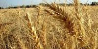 پیش‌بینی یک نشریه اقتصادی از بروز فاجعه غذا در جهان + تصویر