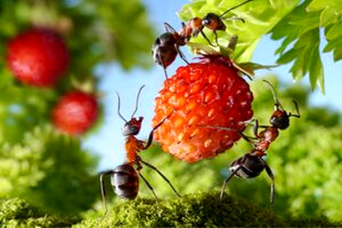 خوردن مگس میوه و مورچه عسل خطرناک است؟