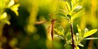 9 گیاهی که پشه‌ها را از خانه شما فراری می‌کند + عکس