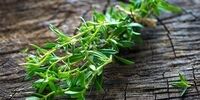 این گیاه خوش عطر، قاتل نفخ شکم است