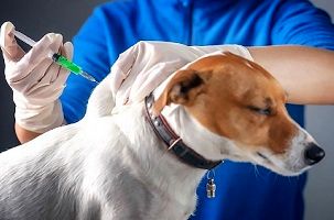  واکسن ضد کرونای برای  حیوانات هم تولید شد

