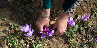 قرص زعفران به درمان کدام بیماری ها کمک می کند؟
