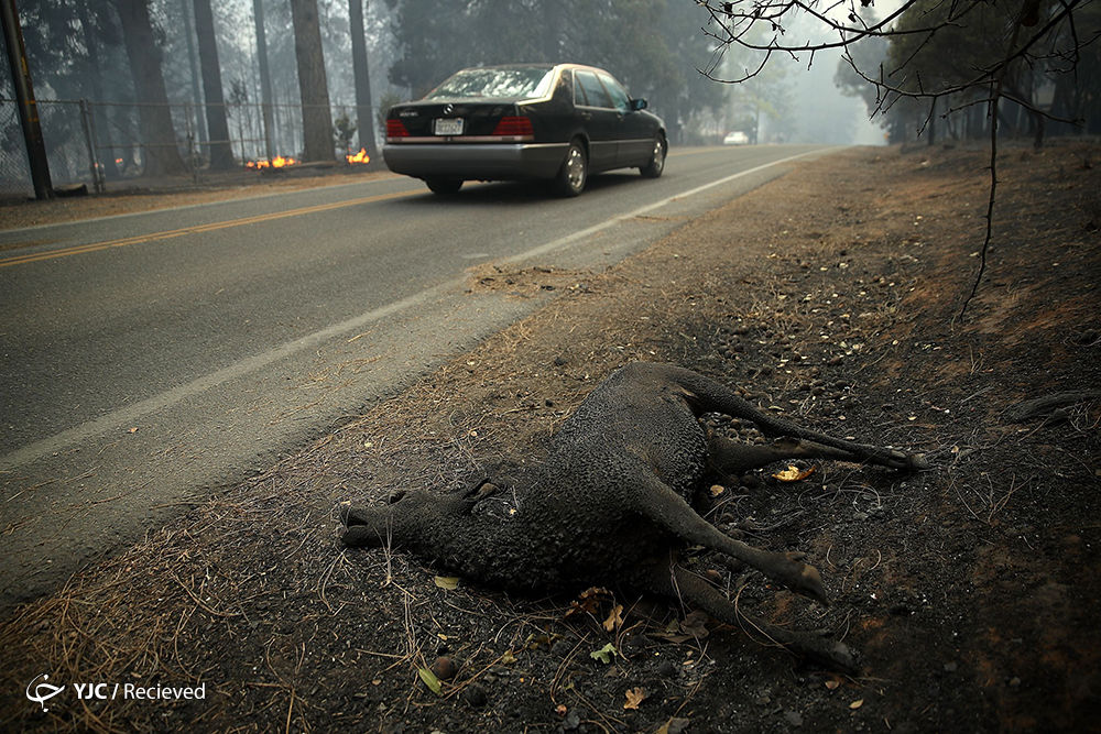 تصاویر آتش سوزی گسترده در کالیفرنیا - آمریکا