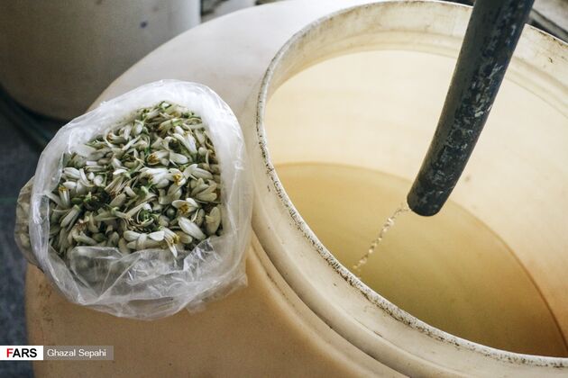 بوی بهار نارنج در اردیبهشت شیراز