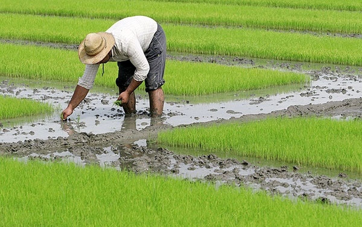 کشت برنج و سیب زمینی در این استان ممنوع است