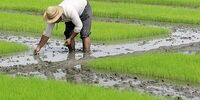 کشت برنج و سیب زمینی در این استان ممنوع است