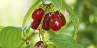 خواص حیرت انگیز زغال اخته که تا به حال نمی دانستید
