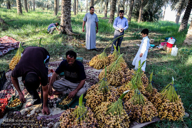 برداشت خرما