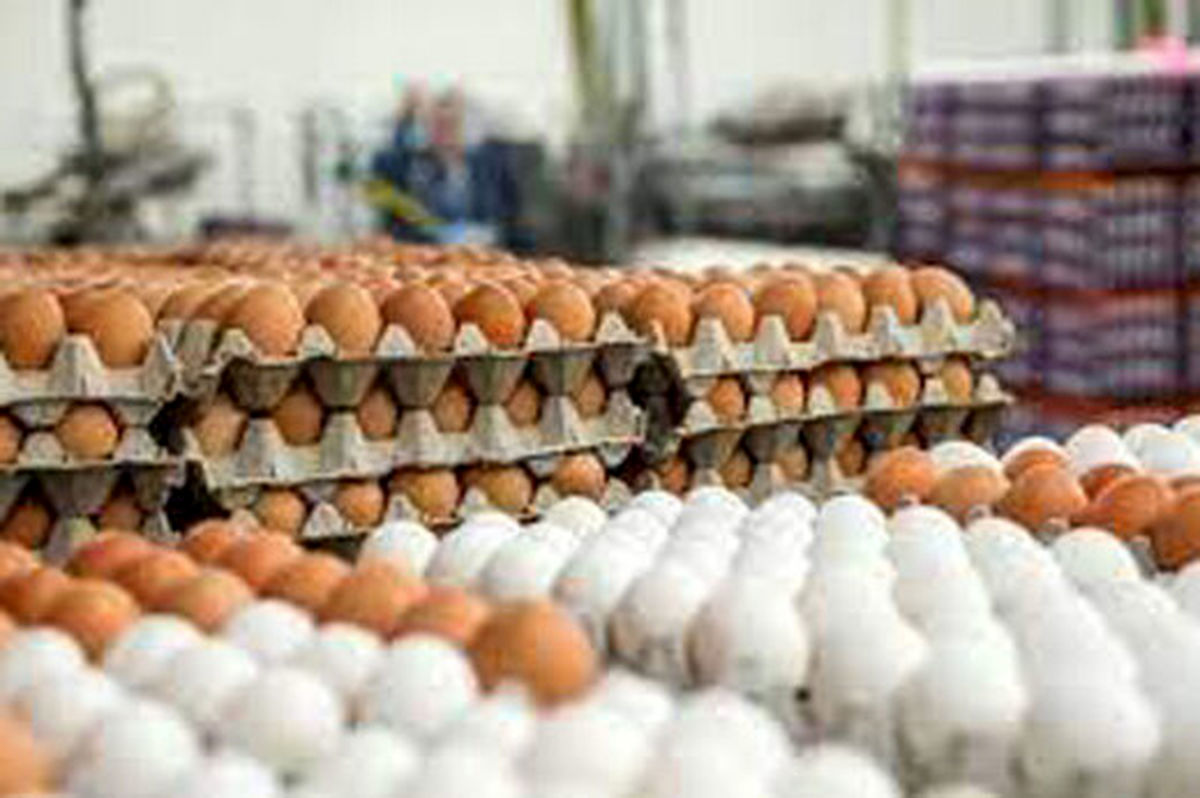 تخم مرغ شانه ای 20 هزارتومان گران تر شد

