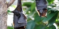 درمان‌ جدید کرونا به کمک خفاش‌ها!
