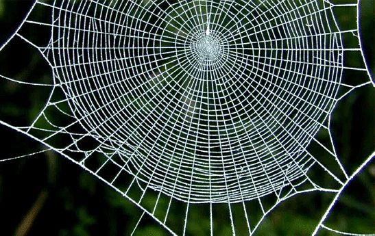  بزرگترین تار عنکبوت جهان کشف شد + ویدئو | زندگی ۱۱۱ هزار عنکبوت در این تار را ببینید