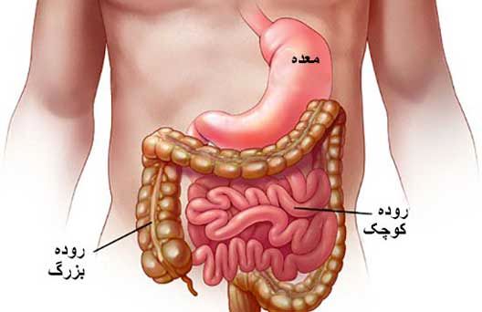 هشدار؛ این خوراکی ها قاتل روده هستند!
