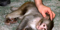 حمله یک میمون به آرایشگاه زنانه در بابل
