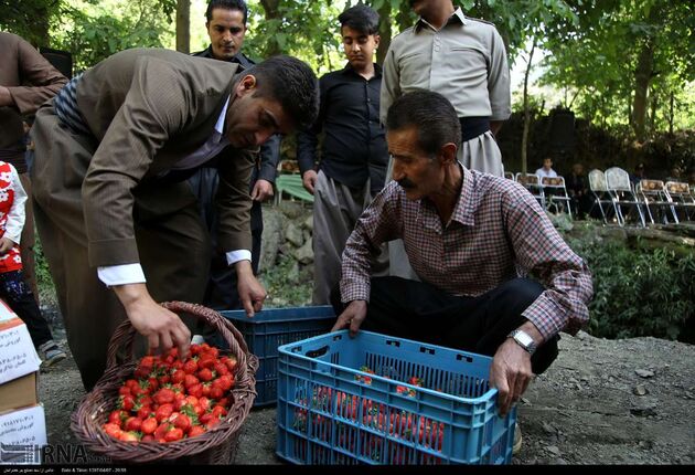 جشنواره توت فرنگی روستای شیان