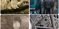 رهایی یک قلاده پلنگ در فیروزکوه خبرساز شد!
