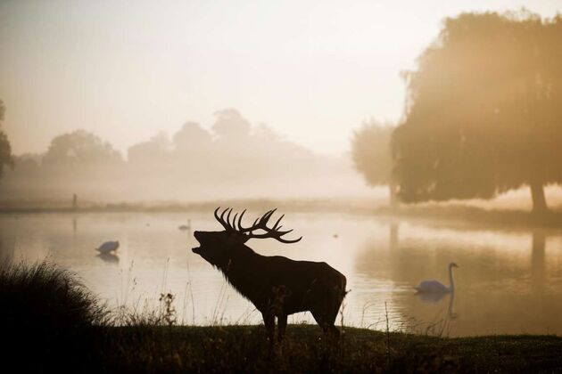 WildLife 1