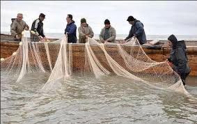 صید 9000 تن ساردین و ماهی موتو در هرمزگان