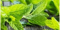 خواص شگفت‌انگیز نعناع برای بدن