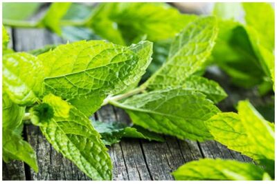 خواص شگفت‌انگیز نعناع برای بدن
