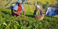 ضربه چای هندی از تحریم ایران