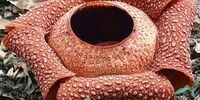 این  گل بوی مرگ می دهد+ فیلم