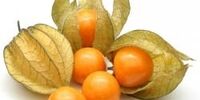 تولید یک میوه لاکچری در آذربایجان + عکس