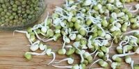 این گیاه چاقی را سه سوته ضربه فنی می کند