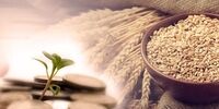 تورم به فطریه رسید/سهم زکات‌فطره از درآمد خانوارها