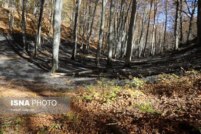 اقامت شبانه در جنگل‌های آمل ممنوع شد