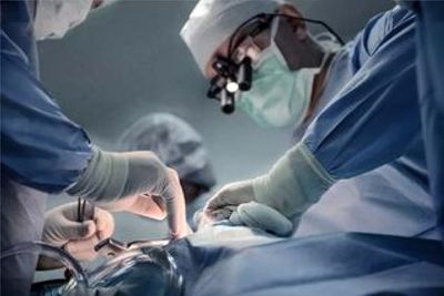  پیوند موفق کبد خوک به انسان زنده برای نخستین بار+ جزئیات