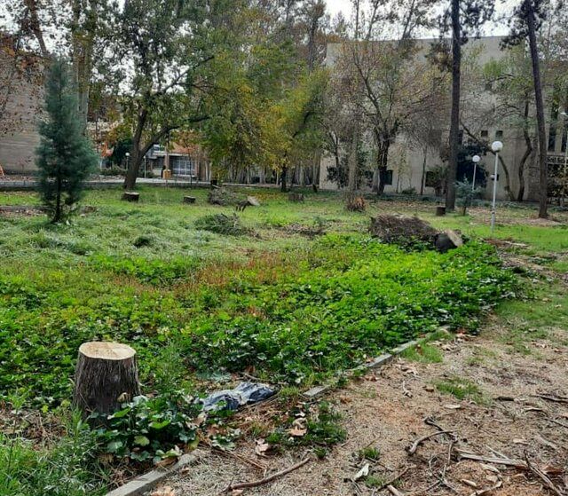 جزییات قطع درخت در دانشگاه تهران 