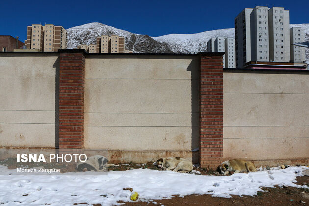 61877962_zangene-isna-44