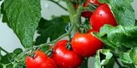 توزیع گوجه فرنگی 13 هزار تومان زیر قیمت بازار