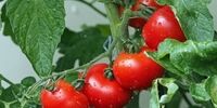 هجوم کشاورزان برای کشت گوجه‌فرنگی