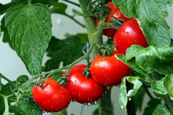 توزیع گوجه فرنگی 13 هزار تومان زیر قیمت بازار