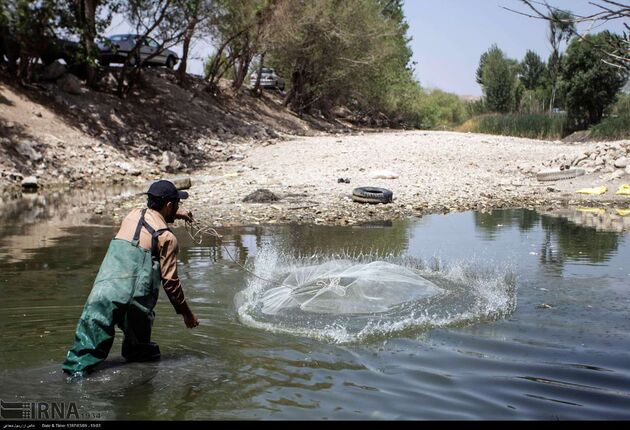نجات ماهی ها