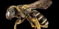 هزینه 7 میلیون پوندی انگلستان برای مبارزه با زنبور مرگبار آسیایی