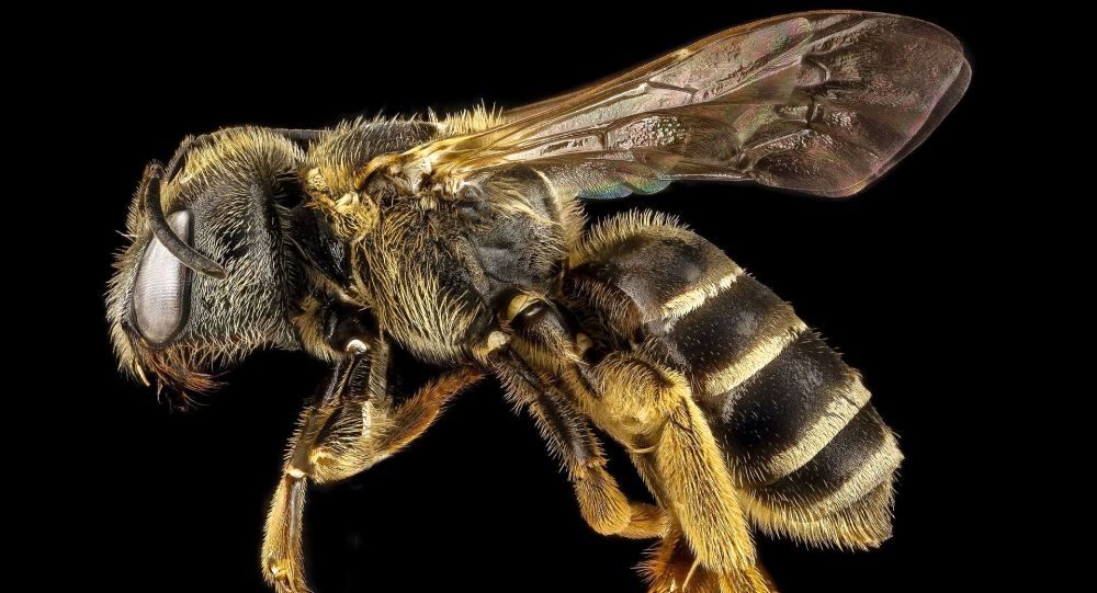 هزینه 7 میلیون پوندی انگلستان برای مبارزه با زنبور مرگبار آسیایی