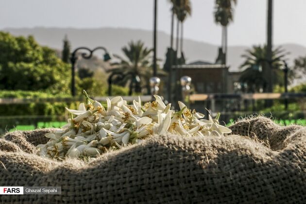 بوی بهار نارنج در اردیبهشت شیراز