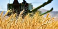نرخ خرید تضمینی ۲۰ قلم کالای اساسی ابلاغ شد + جدول
