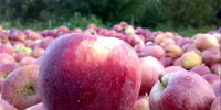 سیب در باغ ۵۰۰ تومان در میوه‌فروشی  ۳۰ هزارتومان!