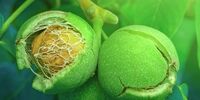 نهال گردو پیوندی  چه تفاوتی با نهال گردو بذری دارد؟