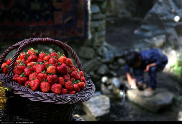جشنواره توت فرنگی روستای شیان