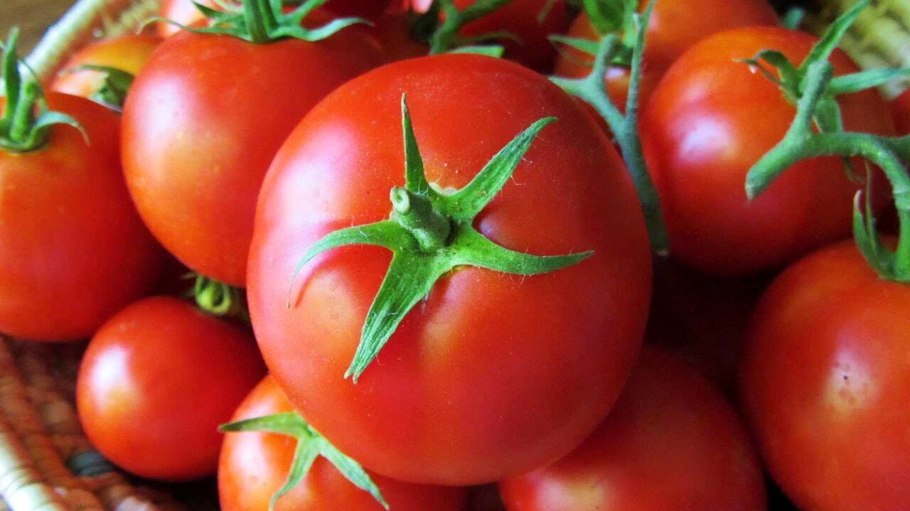 گوجه فرنگی ارزان شد / گوجه سبز کیلو چند؟