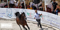 گزارش تصویری جشنواره زیبایی اسب اصیل عرب در تبریز