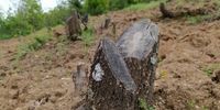 شناسایی عاملان قطع درختان جنگلی شهرستان مریوان 