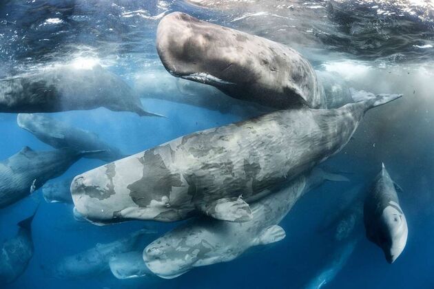 WildLife 1